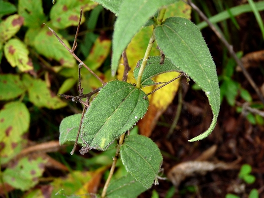{Helianthus divaricatus}